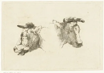 Deux têtes de vaches