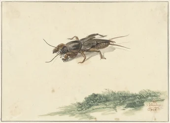 Insecte