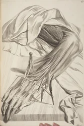 Anatomia Humani Corporis par Govard Bidloo, 1685