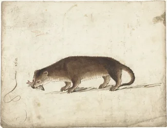 Loutre avec un poisson dans sa gueule
