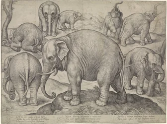 Huit éléphants
