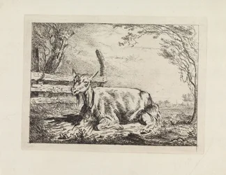 Chèvre couchée près d