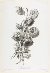 Anémone double, de Fleurs Dessinées d