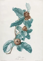 Néflier cultivé (Mespilus germanica)
