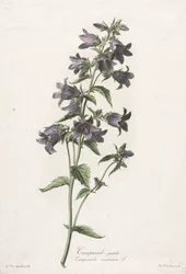 Fleurs dessinées d
