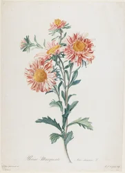 Reine-marguerite, de Fleurs dessinées d