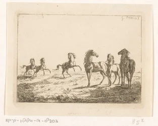 Troupeau de chevaux sauvages