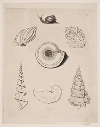 Tableau avec escargots
