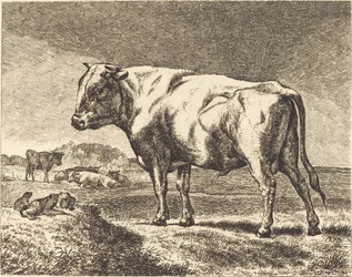 Vache