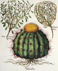 Melocactus et Rosa Hiericontea, du Hortus Eystettensis par Basil Besler