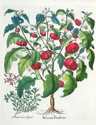 Solanum Pomiferum et Amaracus vulgaris, du Hortus Eystettensis par Basil Besler