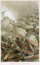 Un essaim de criquets, de Brehms Tierleben, publié dans les années 1860
