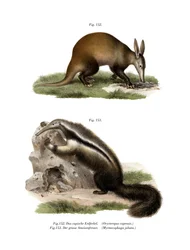 Oryctérope, 1860