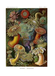 Actiniae ou Actiniaria, 1899-1904