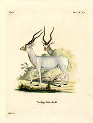 Addax
