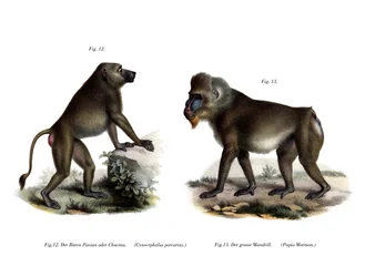 Babouin africain, 1860