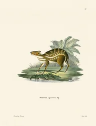Chevrotain africain