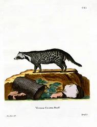 Civette africaine