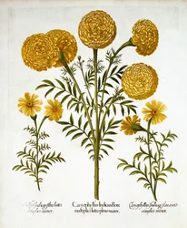 African Marigold et French Marigolds, de Hortus Eystettensis, par Basil Besler, pub. 1613