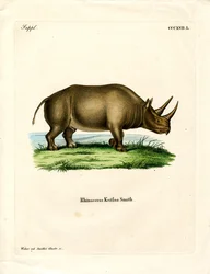 Rhinocéros africain
