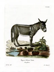 Âne sauvage africain