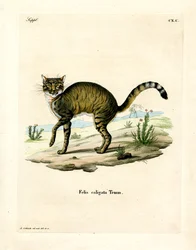 Chat sauvage africain
