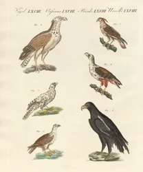 Oiseaux africains