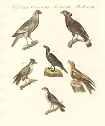 Oiseaux africains