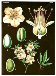 Amandier (Prunus Amygdalus)