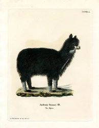 Alpaga