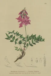 Alpine (Hedysarum obscurum)