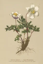 Anémone alpine