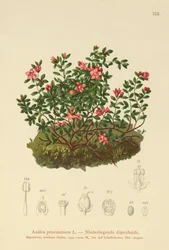 Azalée alpine (Azalea procumbens, Loiseleuria procumbens, Kalmia procumbens)