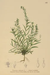 Toadflax bâtard des Alpes (Thesium alpinum)