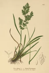 Pâturin alpin
