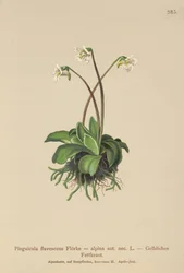 Grassette alpine