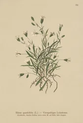 Compagnon des Alpes (Silene quadrifida, Ixoca quadrifida)