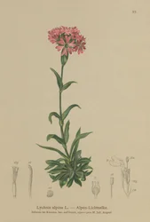 Compagnon des Alpes (Lychnis alpina, Silene suecica)