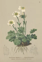 Renoncule alpine