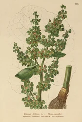 Oseille des Alpes (Rumex alpinus)