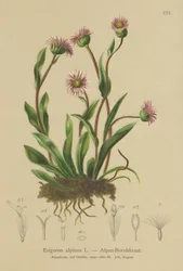 Vergerette alpine (Erigeron alpinus)