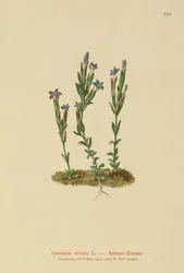 Gentiane des neiges (Gentiana nivalis)