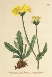 Crépide alpine