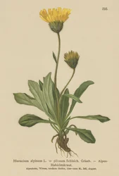 Épervière alpine