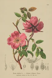 Rosier des Alpes (Rosa alpina)