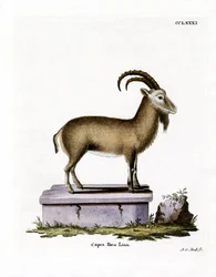 Bouquetin des Alpes