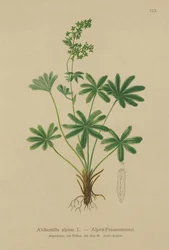 Alchémille des Alpes (Alchemilla alpina)