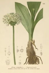 Ail victorial (Allium victorialis, Allium victoriale, Cepa victorialis, Geboscon triphylum, Allium plantagineum, Allium anguinum)
