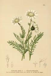 Camomille alpine (Anthemis alpina, Achillea oxyloba subsp. schuri)