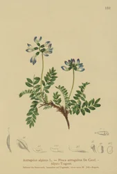 Astragale alpine (Astragalus alpinus)